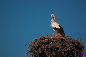 White Stork Standing on a Nest Against Blue Sky