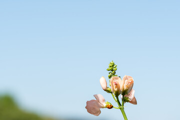 Native british Ladybird insect bathed in sunlight pollinating gathering pollen from a pink flowered...