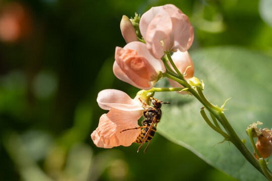 European wasp Vespula vulgaris bathed in sunlight pollinating gathering pollen from a pink flowered runner bean vegetable plant