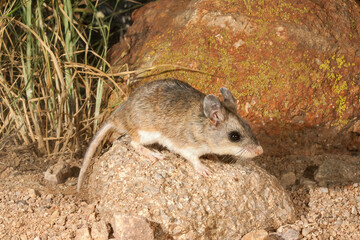 Northern Grasshopper Mouse taken in SE Arizonia