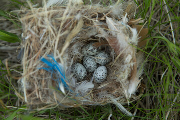 House Sparrow nest and eggs taken in southern MN