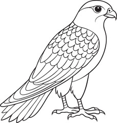 Detailed falcon outline illustration in black and white showing perched majestic bird perfect for coloring activities