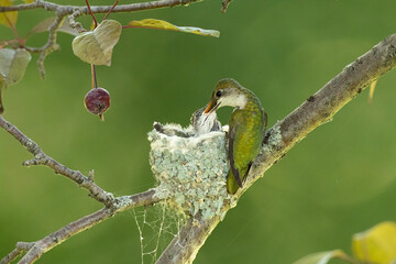 Ruby-throated Hummingbird female at nest with young taken in central MN © Stan