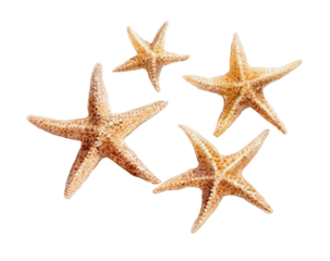 Four starfish clustered together against a black background