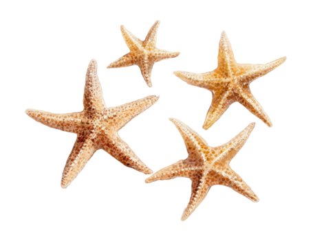 Four starfish clustered together against a black background