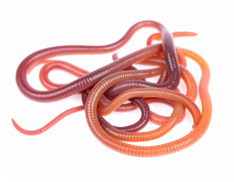 tapeworm isolated on.white background