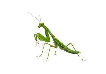 Vibrant emerald green praying mantis in praying position, on a transparent background, minimalist macro studio shot, embodying strategic precision and focus
