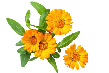 Vibrant calendula blooms with fresh green leaves, floral arrangement