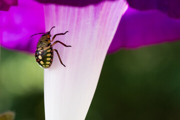 Colorful bug on pink morning glory flower (Nezara viridula)
