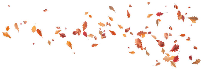 Autumn falling leaves on transparent background, vector, png. Wave of falling leaves in the wind, leaf fall. Rowan berries, acorns, yellow leaves of oak, maple, birch, rowan.