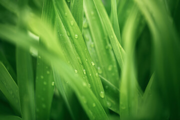 green juicy grass with water droplets