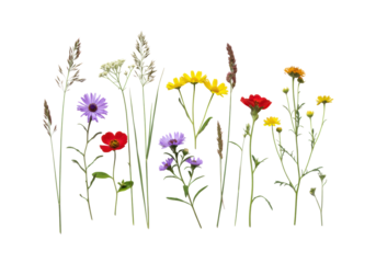 Pristine meadow flora: wild grasses, yellow daisies, purple asters, red blossoms, precisely arranged flat lay, transparent studio background, no shadows, concept of ecological balance