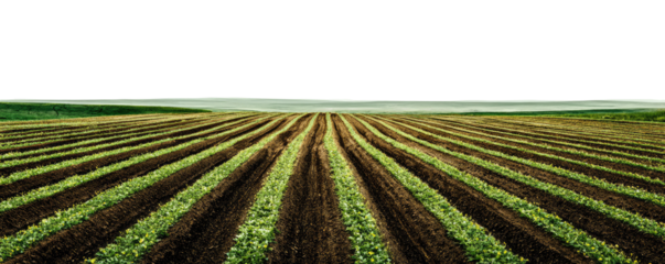 Panoramic view of meticulously tilled farm rows,  showing a field of young plants in neat, parallel furrows.  A hazy, overcast sky is visible in the distance