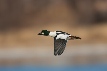 Obraz premium Common Goldeneye