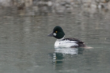 Common Goldeneye adult male taken in southern Alaska