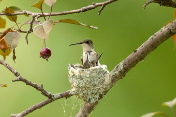 Ruby-throated Hummingbird