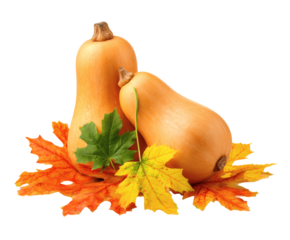 Butternut squashes with colorful autumn leaves create a beautiful fall harvest scene.