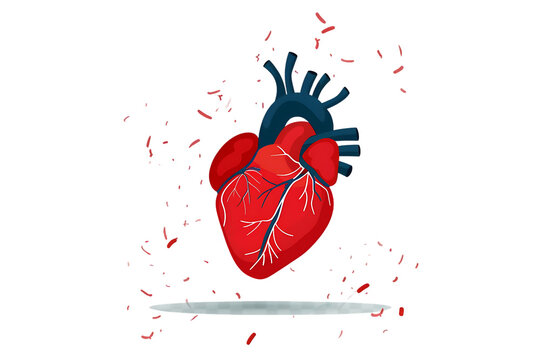Anatomically correct heart illustration for medical or health projects needs a professional touch and perfect accuracy