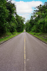 Fototapeta premium Concrete roadway through a green nature park with trees in the forest, Khao Yai National Park, Thailand. Vertical.