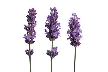 Obraz premium Three vibrant lavender sprigs against a black background. Each stem displays a dense cluster of purple blossoms, with delicate green stems. Sharp focus and clear image