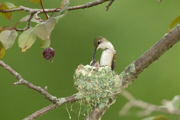 Ruby-throated Hummingbird