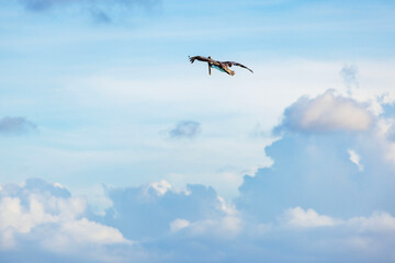 Beautiful view of pelican flying in blue sky with dense white clouds in background. Aruba.