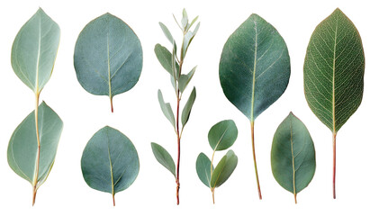 Collection of various leaves, light green hues, isolated