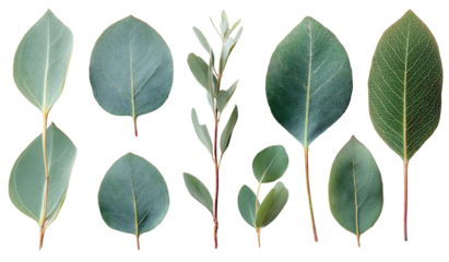 Collection of various leaves, light green hues, isolated