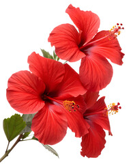 Red hibiscus flowers cut out  at beauty isolated on white background PNG. AI GENERATED.