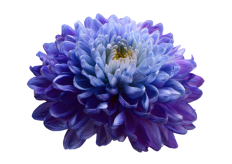 Vibrant, gradient-colored chrysanthemum close-up
