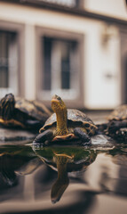 turtles in water fountain in the garden