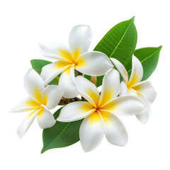 Fresh frangipani blossoms with green leaves, tropical floral arrangement