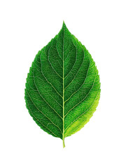 Fototapeta premium Close-up of a vibrant green leaf. Detailed vein structure visible. Isolated on black background