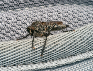 Detaillierte Nahaufnahme einer Raubfliege (Asilidae). Sie sitzt auf einem grauen Gewebe.