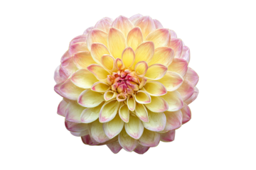 Close-up of a vibrant dahlia blossom.  Pale yellow and pale pink petals radiate outward from a deep pink center.  Soft focus