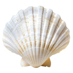 Obraz premium Elegant scallop seashell with ridges, marine life from the ocean