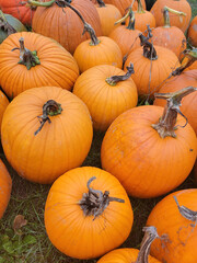 Pumpkins
