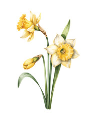 Daffodil flowers with green leaves. Yellow spring daffodil blossoms botanical flower.