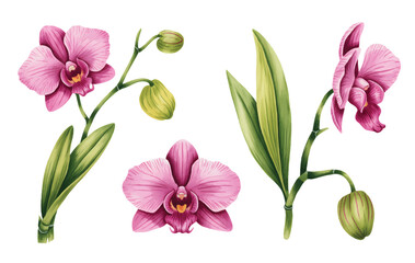 Pink orchid blossoms with buds in delicate watercolor style. Exotic orchid watercolor artwork in vibrant pink tones. © Joydeb