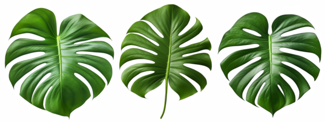 Lush monstera leaves create a vibrant tropical vibe, perfect for botanical designs and nature-inspired themes