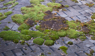 Overgrown Roof with Patches of Green Moss