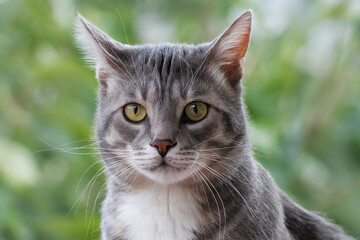 Close-up portrait of an adult grey tabby cat looking toward the camera lens against a light green background.