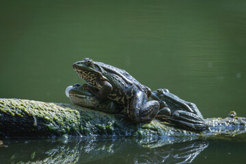 Three Marsh Frogs bask in the sun on a wooden log, perpendicular to the camera lens, on a sunny summer day.