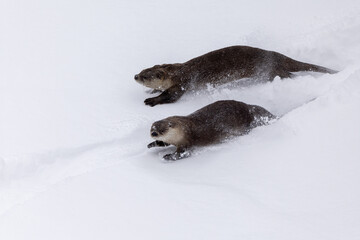 River Otter running and sliding