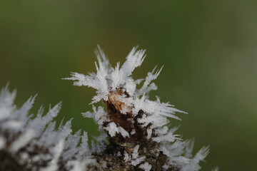 Frost or Ice on elements of nature
Frost or Ice on elements of nature
