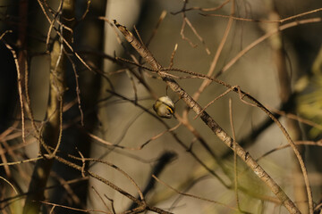 Roitelet huppé (Regulus regulus)
Regulus regulus in its natural element
