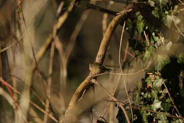 Roitelet huppé (Regulus regulus) Regulus regulus in its natural element  © Eric
