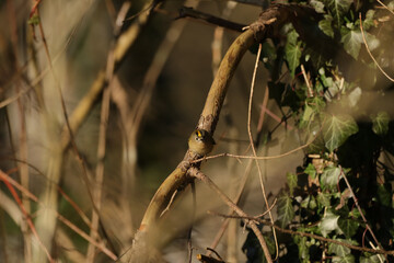 Roitelet huppé (Regulus regulus) Regulus regulus in its natural element  © Eric