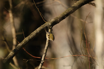 Roitelet huppé (Regulus regulus) Regulus regulus in its natural element  © Eric
