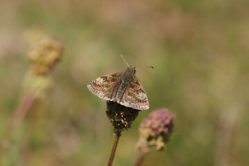 Obraz premium Point de Hongrie (Erynnis tages) Erynnis tages in its natural element 
